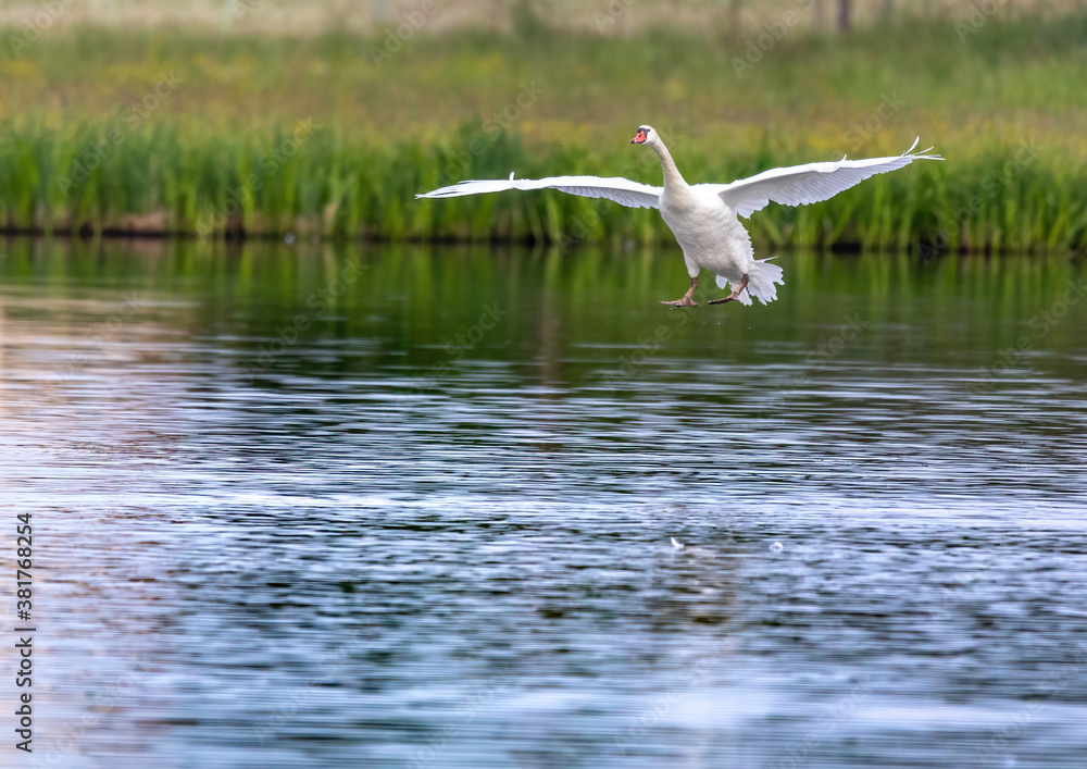 Mute swan in a bird sanctuary in southern Germany. Mute swan in a bird sanctuary in southern Germany.
