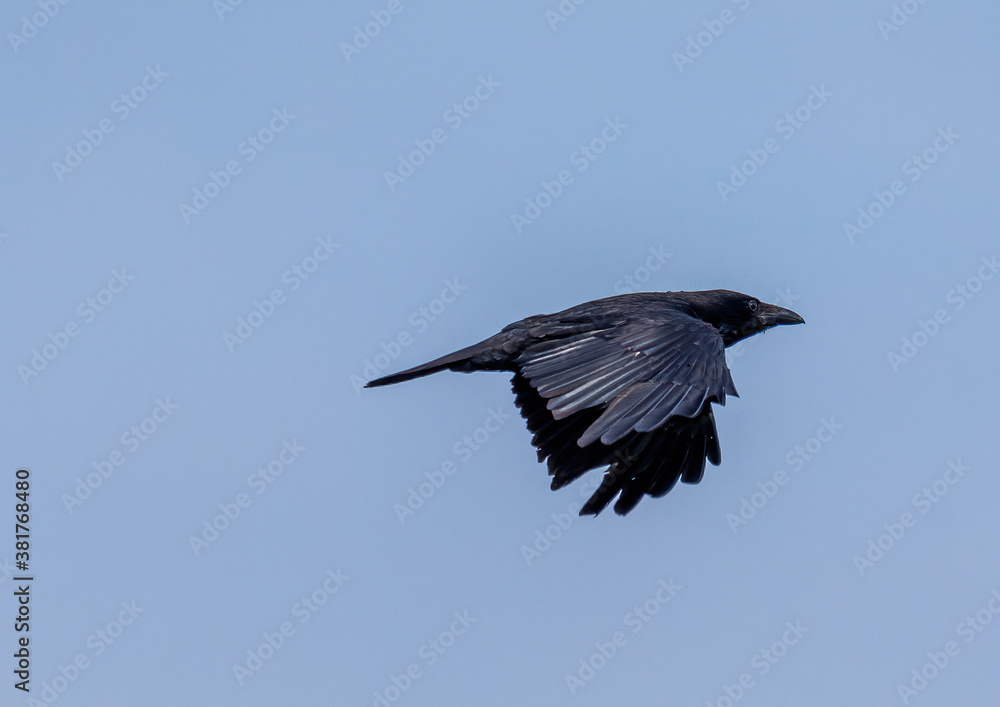 Carrion crow in a bird sanctuary in southern Germany
