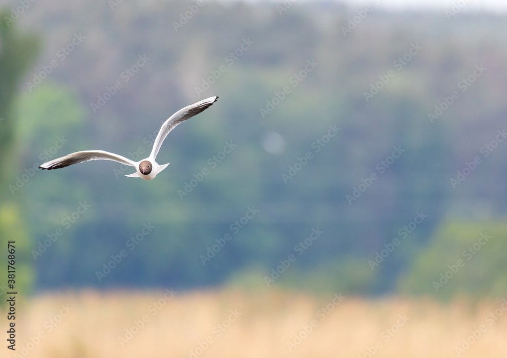 Black-headed gull in a bird sanctuary in southern Germany