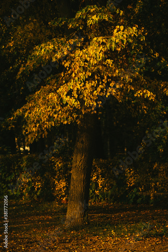 autumn in the park