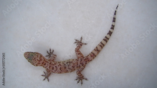 Gecko - close up Amazing Camouflage Animals, Camouflage lizards It's also called Mediterranean house gecko, akdeniz sakanguru, pacific house gecko, wall gecko, house lizard reptile, reptiles, animal