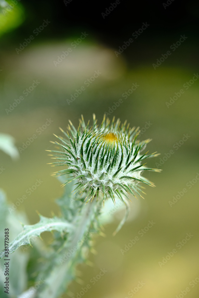 Close-up of Onopordum acanthium aka cotton thistle, Scotch or Scottish thistle, a vigorous biennial plant with coarse, spiny leaves and conspicuous spiny-winged stems. Close-up of Onopordum acanthium aka cotton thistle, Scotch or Scottish thistle, a vigorous biennial plant with coarse, spiny leaves and conspicuous spiny-winged stems.