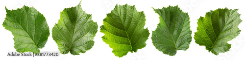 Cuadro en lienzo collection of hazelnut leaves isolated on a white background