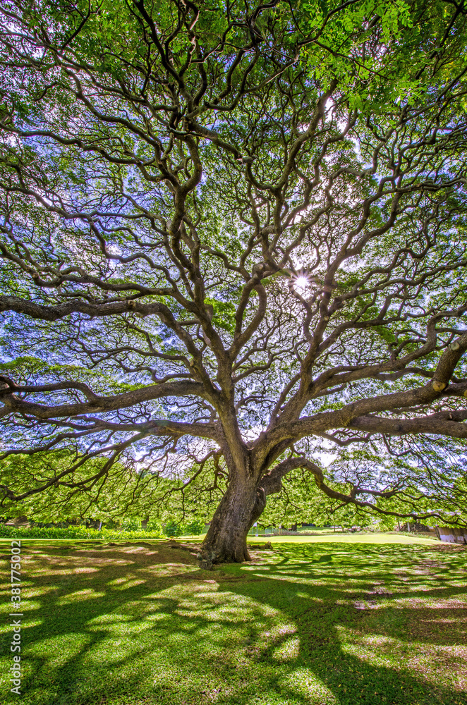 Large old beautiful Banyan tree at the peaceful Moanalua Gardens Park in Honolulu on Oahu, Hawaii.