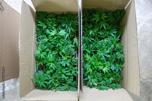 Obraz na płótnie Overhead of young cannabis clones with bright green leaves in cardboard boxes
