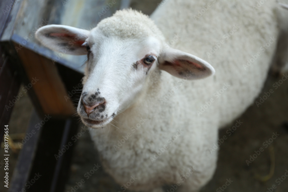 Fototapeta premium Cute funny sheep on farm, closeup. Animal husbandry