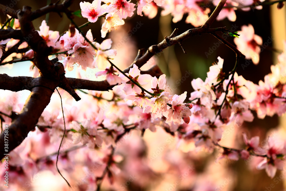 Fototapeta premium In full bloom in the peach blossom