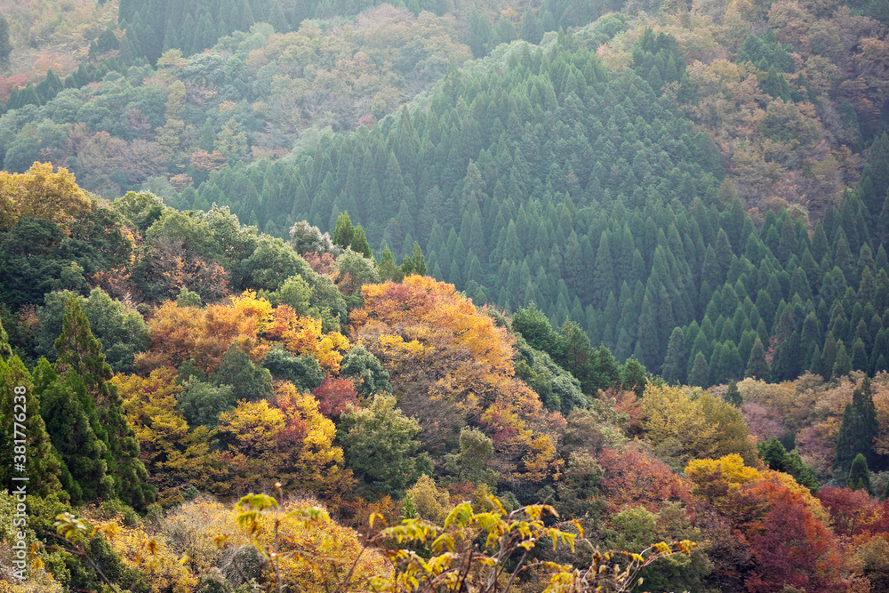 Naklejka premium 山の紅葉 高千穂峡の山々 