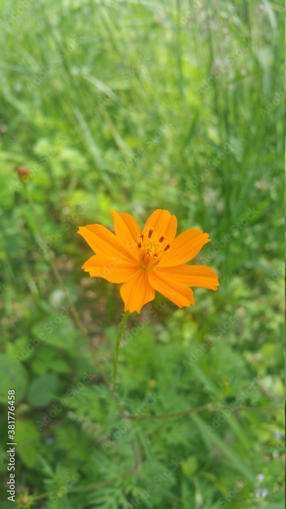 Flor anaranjada Flor anaranjada