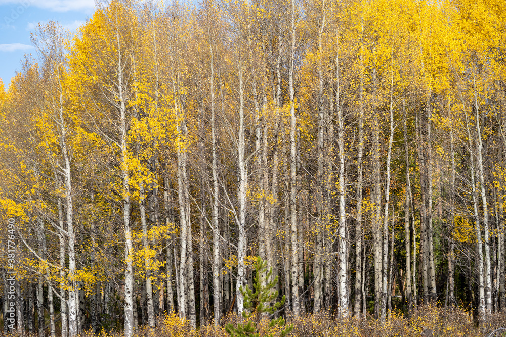 Yellow aspen trees in the fall in Rocky Mountain National Park Colorado