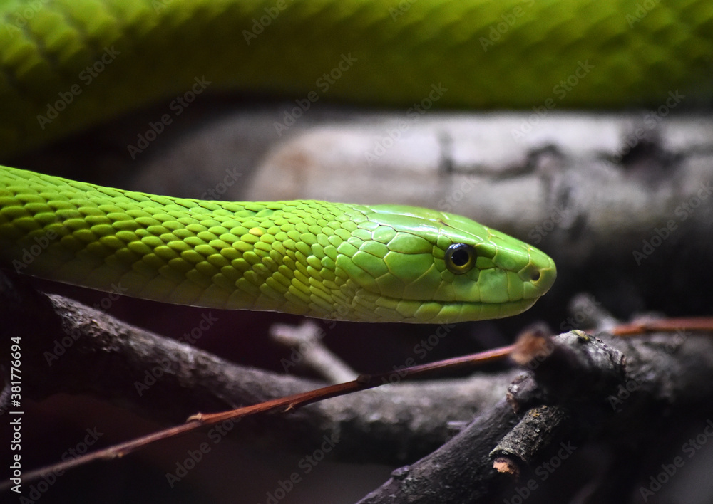 a green snake in the jungle a green snake in the jungle