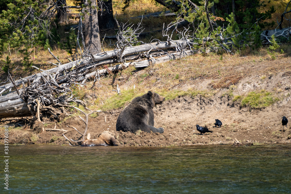Grizzly bear sits on a buried bull elk carcass he caught along the Yellowstone River. Ravens watch, in Yellowstone National Park