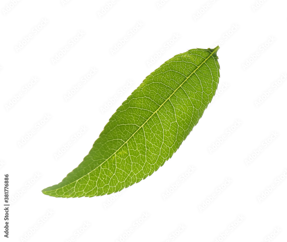 Fototapeta premium Fresh green peach leaf isolated on white