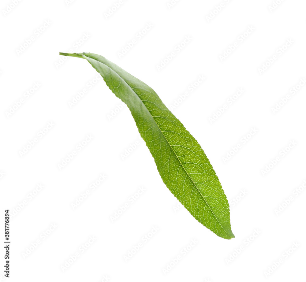 Fresh green peach leaf isolated on white Fresh green peach leaf isolated on white