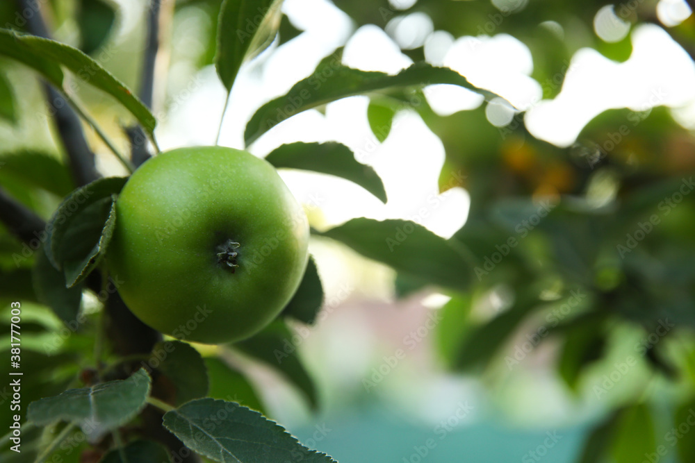 Ripe apple on tree branch in garden