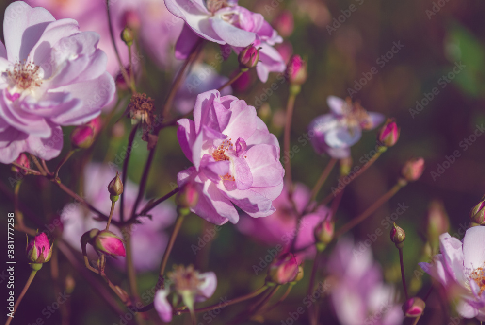 pink roses in evening light in autumn garden pink roses in evening light in autumn garden