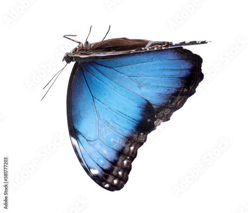 Beautiful common morpho butterfly isolated on white