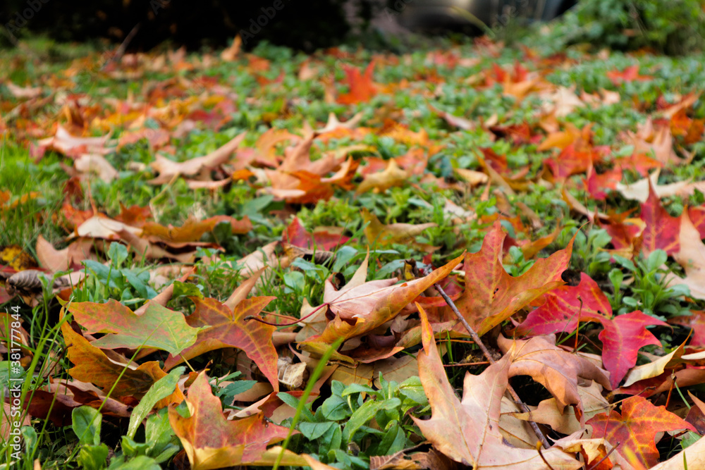 Fall Leaves