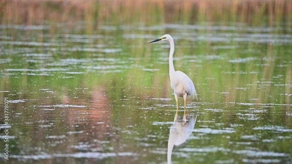 Great egret wading in the pond. Slow motion Great egret wading in the pond. Slow motion