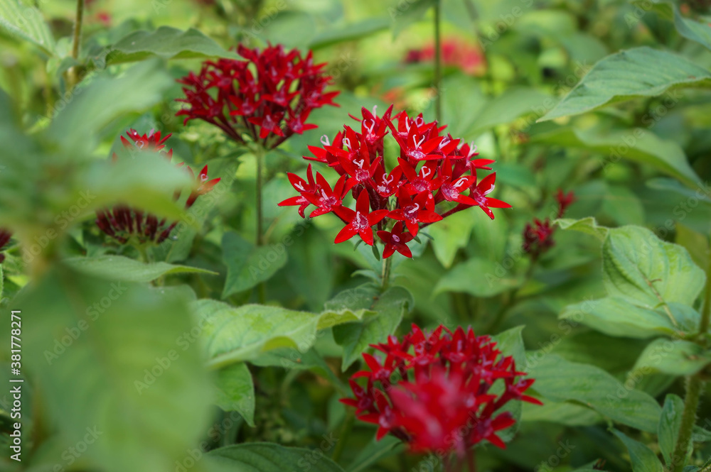 Red flowers in the nature Red flowers in the nature