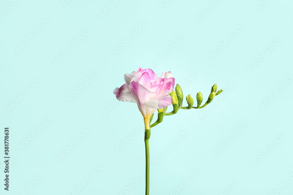 Beautiful blooming pink freesia on light blue background Beautiful blooming pink freesia on light blue background
