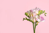 Beautiful tender freesia flowers on pink background. Space for text