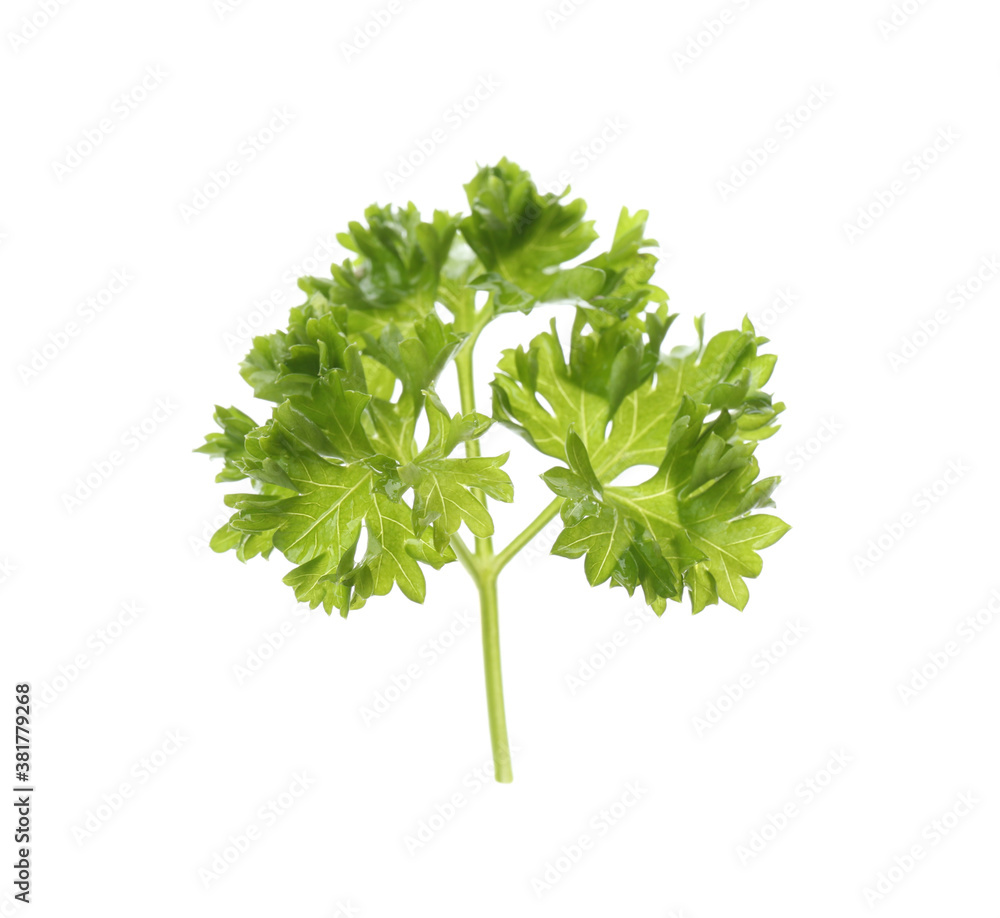 Fresh green curly parsley on white background Fresh green curly parsley on white background