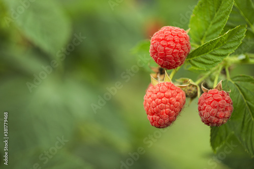 Raspberry bush with tasty ripe berries in garden  closeup