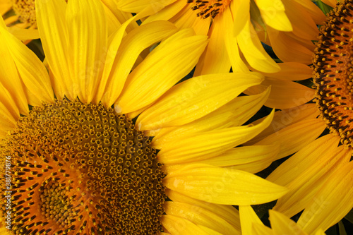 Beautiful bright blooming sunflowers as background  closeup