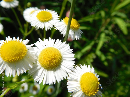  White daisies close-up on a blurred background of a flower meadow in summer - Bellis perennis