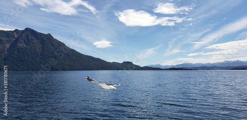 Gaviota en vuelo en lago