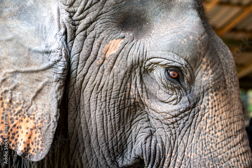 A beautiful close up portrait of an white elephant's eye and face in Pattaya,Thailand,ASIA.