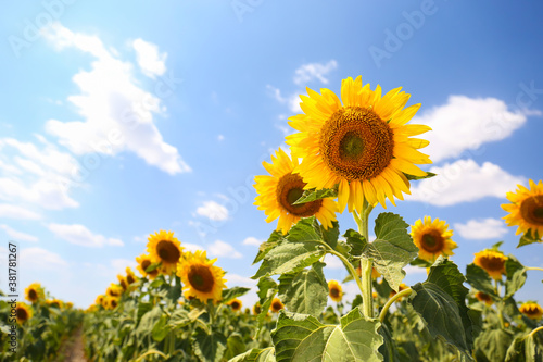 Beautiful view of sunflowers growing in field