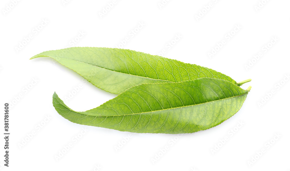 Fototapeta premium Fresh green peach leaves isolated on white