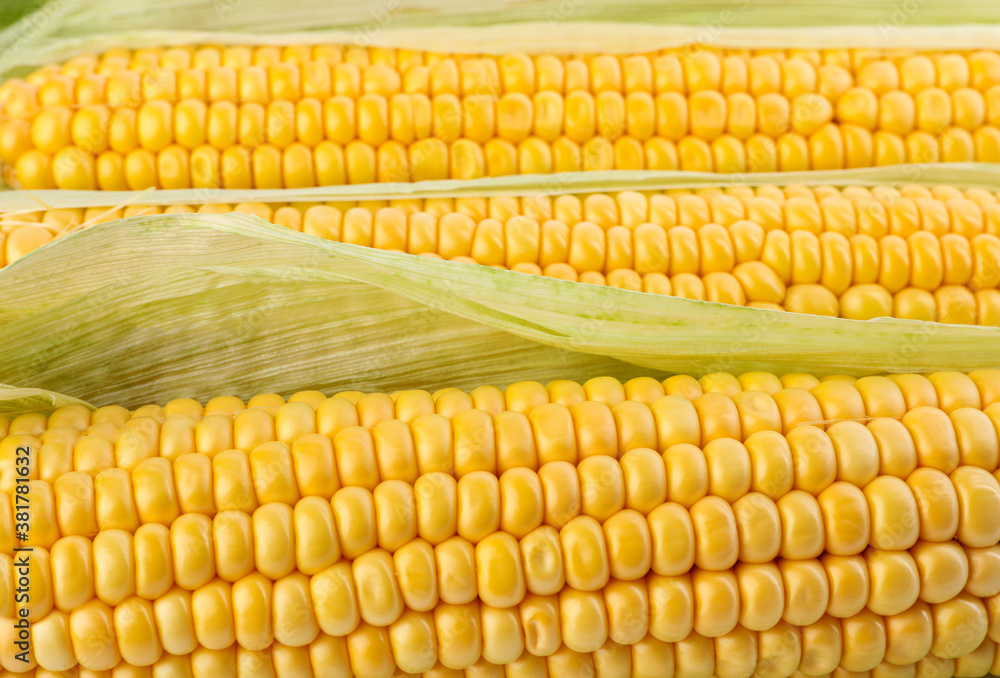 Ripe raw corn cobs as background, closeup Ripe raw corn cobs as background, closeup