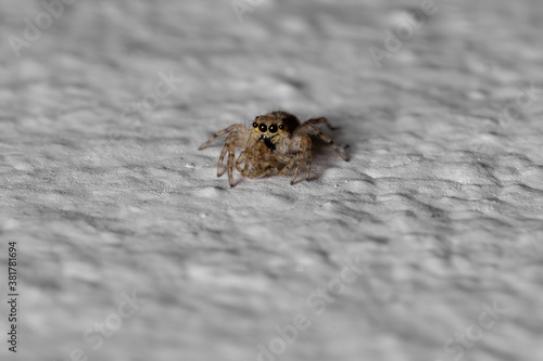 Gray Wall Jumping Spider of the species Menemerus bivittatus photo