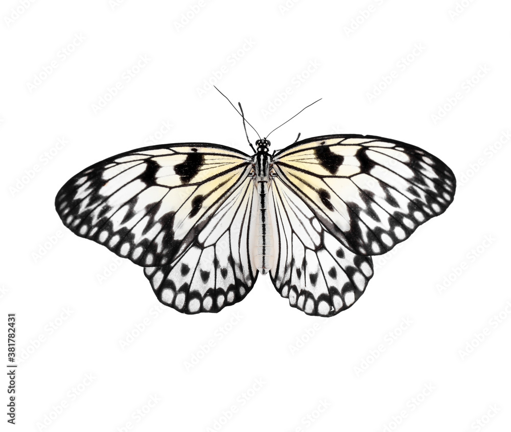 Obraz premium Beautiful rice paper butterfly isolated on white