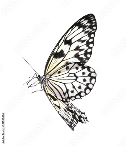 Beautiful rice paper butterfly isolated on white