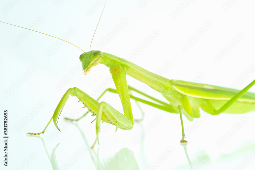 カマキリ カマキリ