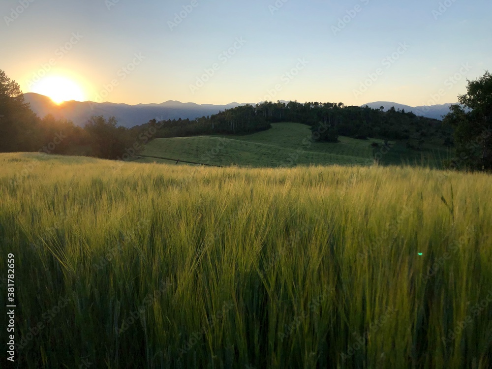 Green Wheat Field in Wyoming