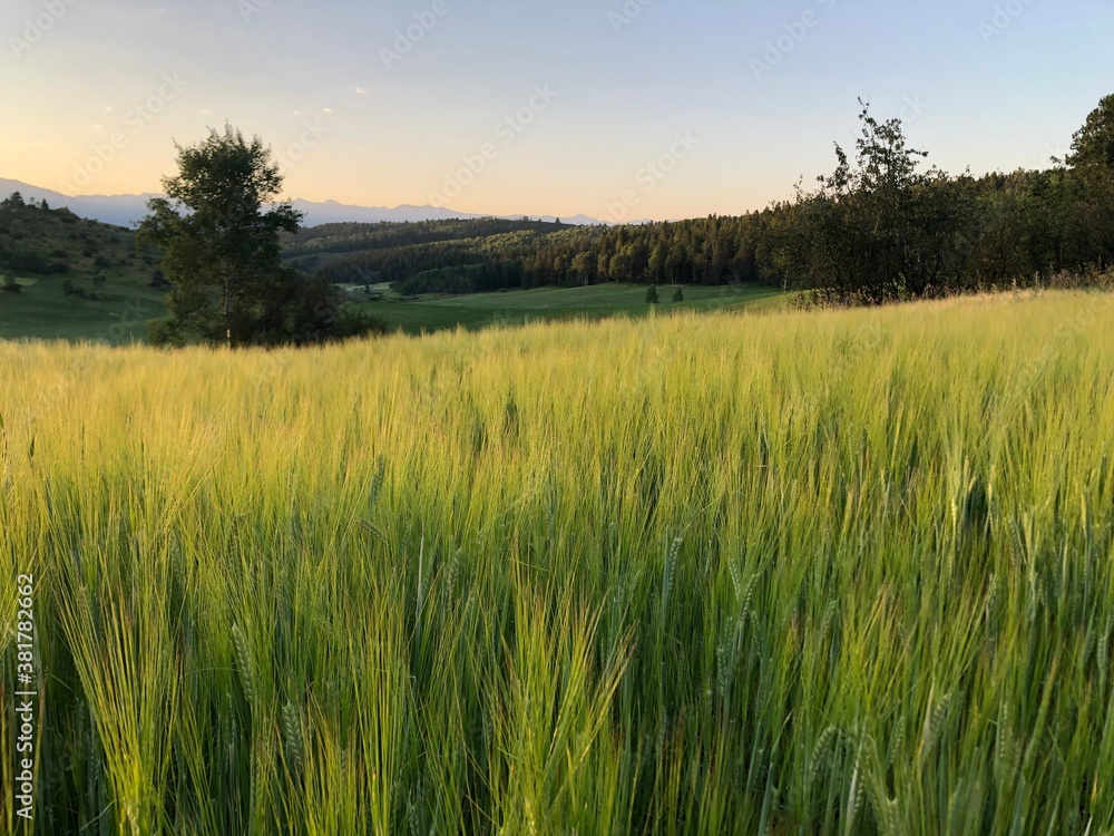 Green Wheat Field in Wyoming