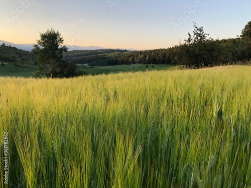 Green Wheat Field in Wyoming