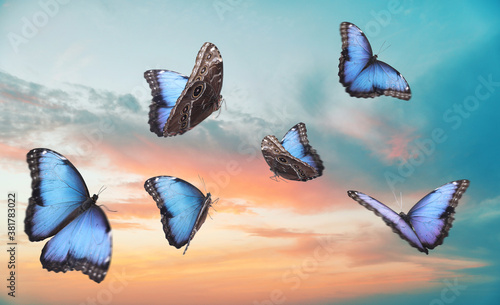 Beautiful butterflies flying in sky at sunset
