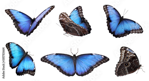 Set of beautiful blue morpho butterflies on white background. Banner design photo