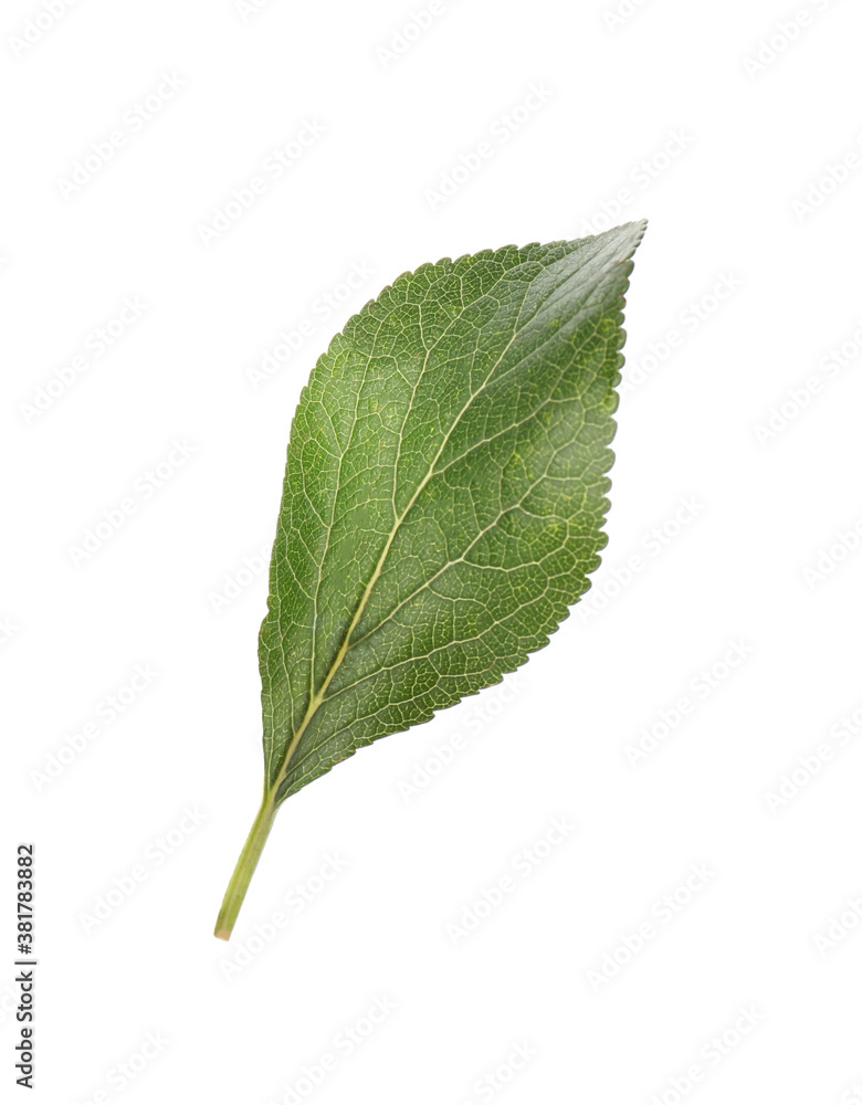 Fresh green plum leaf isolated on white Fresh green plum leaf isolated on white