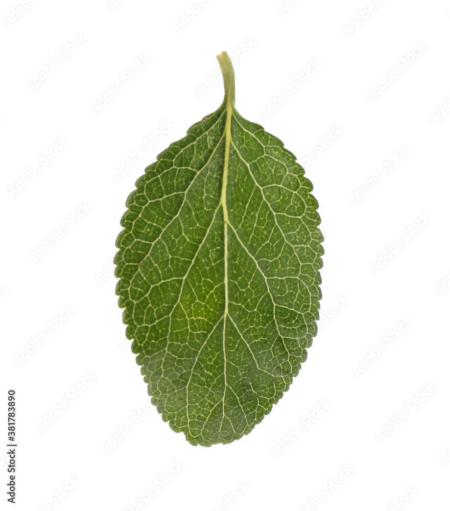 Fototapeta premium Fresh green plum leaf isolated on white