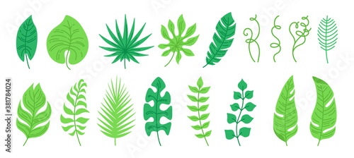 Exotic leaves cartoon set. Tropical abstract foliage  flat plants. Monstera  palm  branches and wild leaf collection. Hawaiian hand drawn green jungle. Vector illustration on white background