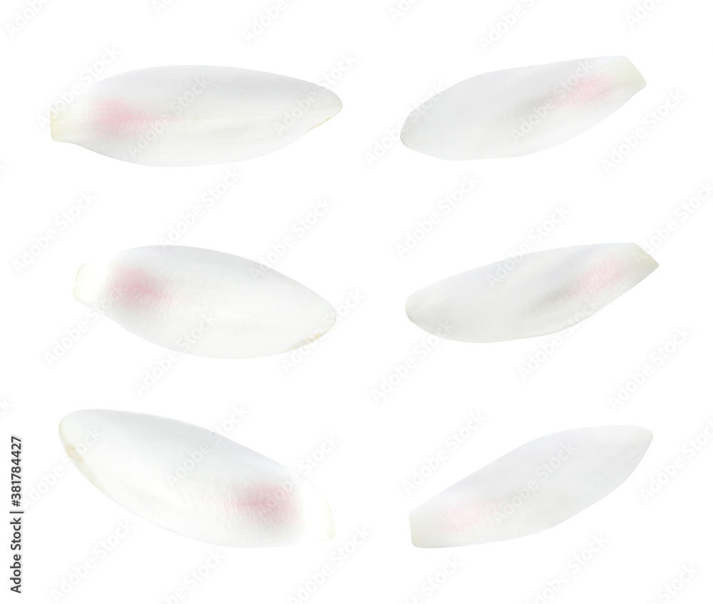 Set of beautiful lotus flower petals on white background Set of beautiful lotus flower petals on white background