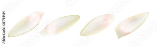 Set of beautiful lotus flower petals on white background. Banner design