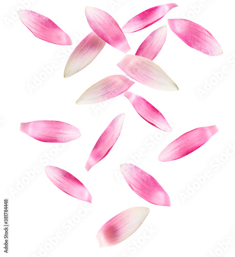 Beautiful pink lotus flower petals falling on white background